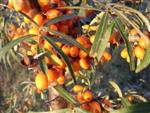 Sea Buckthorn